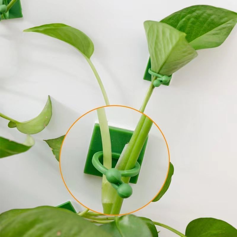 Clips autoadhesivos para fijar - Vine Climbing Plastic reseña y precio